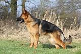 BERGER ALLEMAND 870